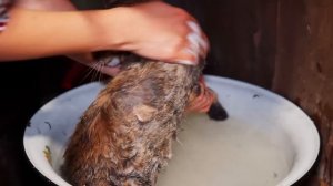 МОЛОДАЯ СЕМЬЯ СТРОИТ ДОМ СВОЕЙ МЕЧТЫ В ДЕРЕВНЕ | ПЕРЕВОДИМ СКОТ НА НОВЫЙ КОРМ | ВЫМЫЛИ КОШКУ В БАНЕ