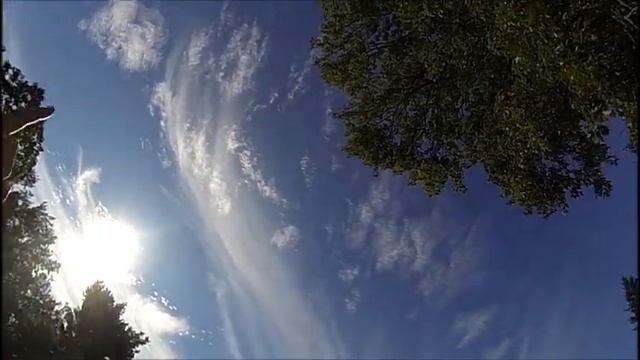 Peacock Totem смотреть онлайн