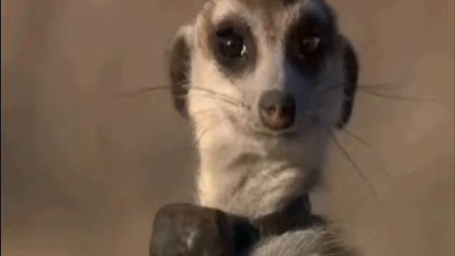 Meerkat Couples-Wouldn`t Change A Thing смотреть онлайн