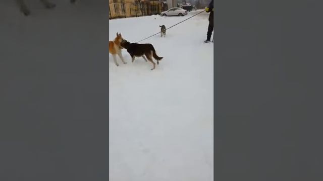 Собачка Шуша . Приют Майский День смотреть онлайн
