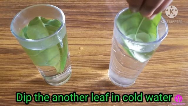 How do plants breathe to give out oxygen?/stomata experiment 🍃🍃🌿 смотреть онлайн