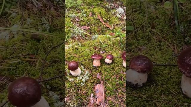 Белые грибы смотреть онлайн