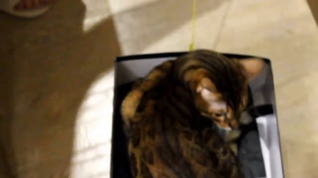Кот в коробке/Cat in the box смотреть онлайн