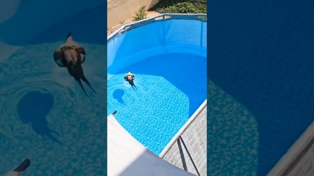 Рождённый плавать смотреть онлайн