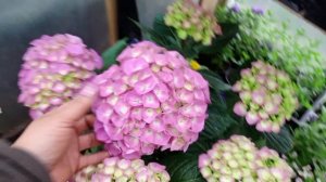 Обзор крупнолистной гортензии и черенков