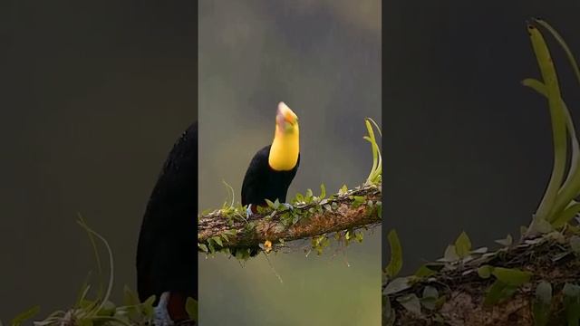 A Keel billed Toucan calling out in the rain #photography #shorts #viral #trending #wildlifeanimals смотреть онлайн