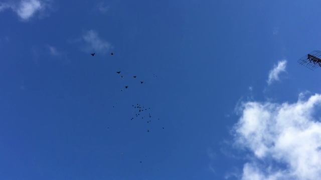 Николаевские голуби Василия Занина. Часть 2 смотреть онлайн