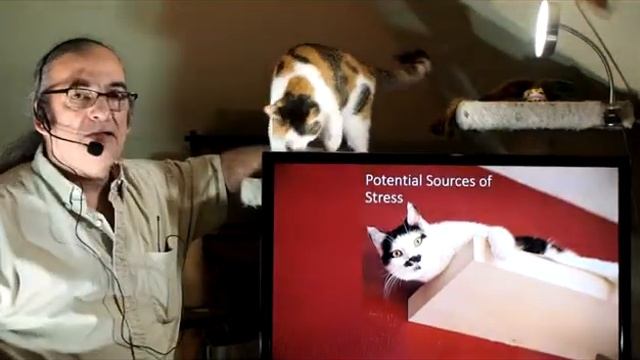 Psy 3335 Lecture 2 0 pt 1 смотреть онлайн