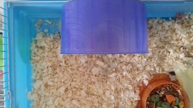 Мой новый друг!!!😍🐹 смотреть онлайн