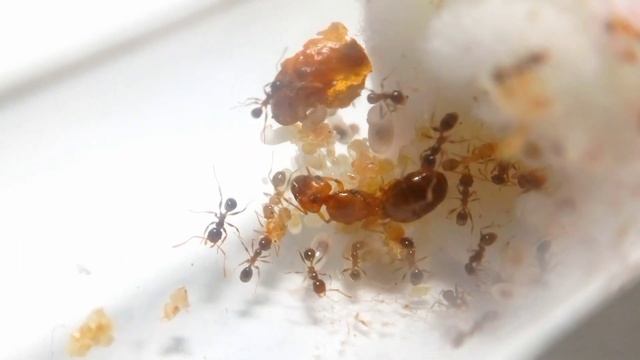 Pheidole pallidula - początek kolonii :). смотреть онлайн