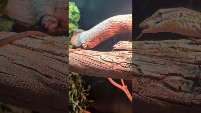 Australian Monitor Lizard Feeding Compilation Ackies, Storri and Tristis Thanks Subscribe for more! смотреть онлайн