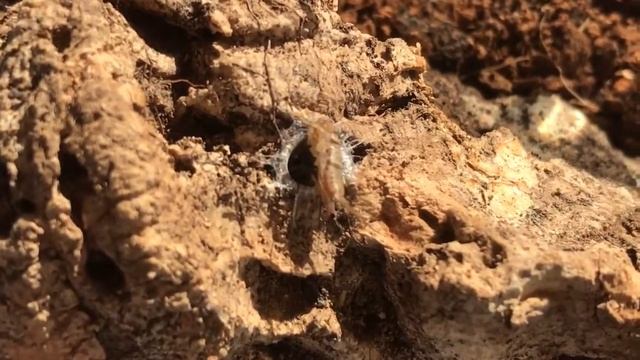 Segestria Florentina eating a cricket. смотреть онлайн