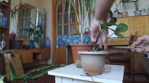 Автополив комнатных растений ПРОЩЕ ПРОСТОГО