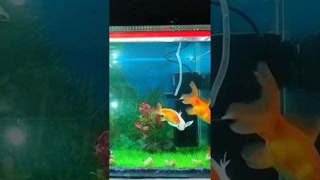 || My aquarium Fishes 🐟 || смотреть онлайн