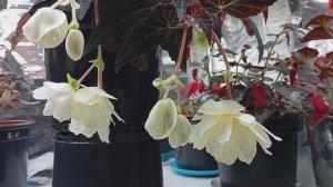 Бегония Белина Ванилла  (Begonia Belina Vanilla)