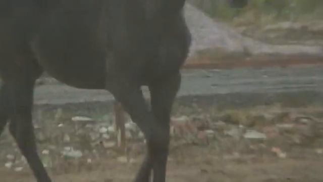 Rifma Russion Riding Лошадки смотреть онлайн