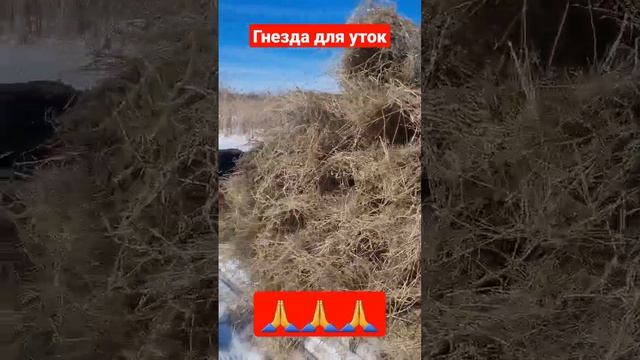 Делаем утиные гнезда #охота #hunting #биотехния смотреть онлайн