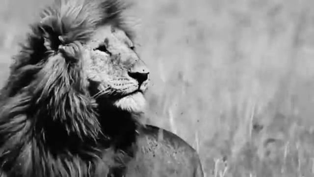 Я Царь зверей смотреть онлайн