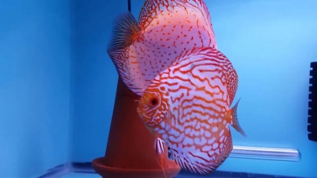 Pigeon discus proven pair смотреть онлайн