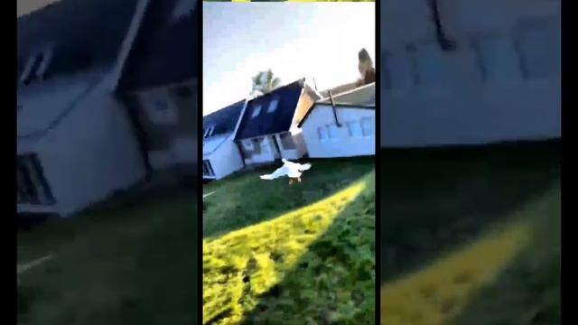 Гусь который не умеет летать смотреть онлайн