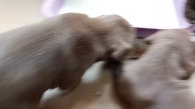 PRIDE G&K PUPPIES 2021 ALLIGATOR X DELLA (21 день) смотреть онлайн