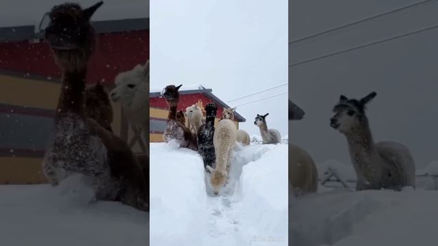 Парк альпак «ПАЧА МАМА» на Роза-Хутор город Сочи смотреть онлайн