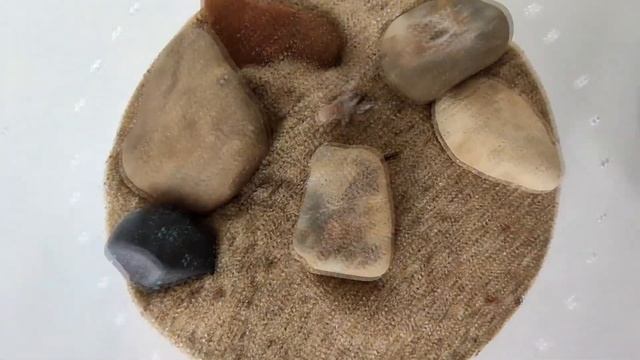 Пауки волки Arctosa cinerea пересадка в новые домики смотреть онлайн