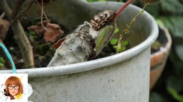 Материнское проклятие: что это такое и почему оно появляется