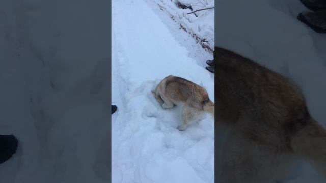 Хаски Лоя поймала мышь! смотреть онлайн