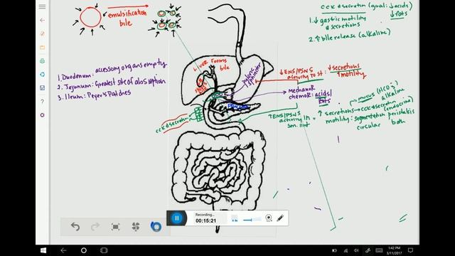 A&P (227) Digestive System Video 2: Small Intestine through Anal Cavity Review смотреть онлайн