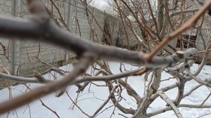 Просто о сложной обрезке груши Талгарская Красавица весной.Волгоградская область 15 марта 2024 год.