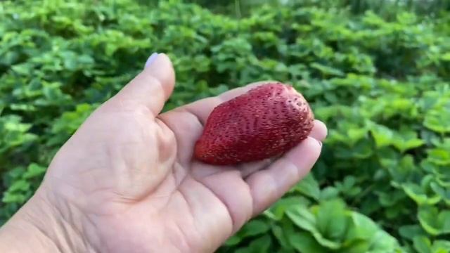 Саженцы земклуники Купец