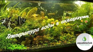 Температура воды в аквариуме. Понижаем, повышаем, а надо ли?