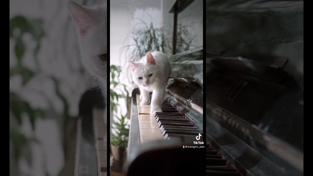 Beta-carotene: Improve Your Pet's Health With This Super Nutrient! смотреть онлайн