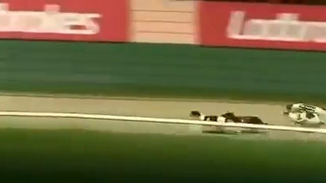 Hitthelids Milly Tr1 WINS 380m Crayford 15/11/22 смотреть онлайн
