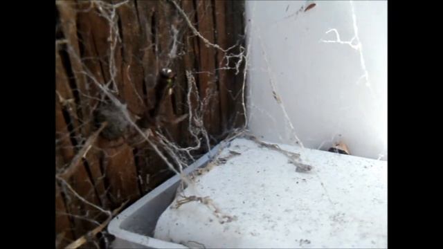 Feeding a Grey House Spider (Badumna longinquus) смотреть онлайн