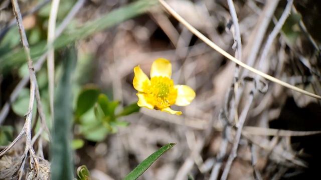 В поисках пауков 2021 идём в каменный лабиринт смотреть онлайн