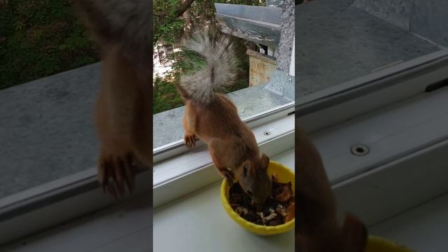 Белочка пришла по стене#nature#животные#animals#белка#squirrel смотреть онлайн