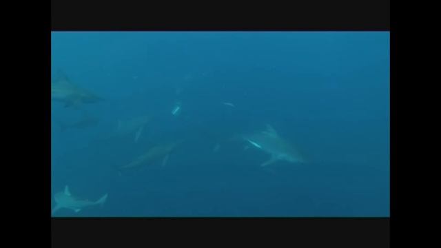 Shark смотреть онлайн