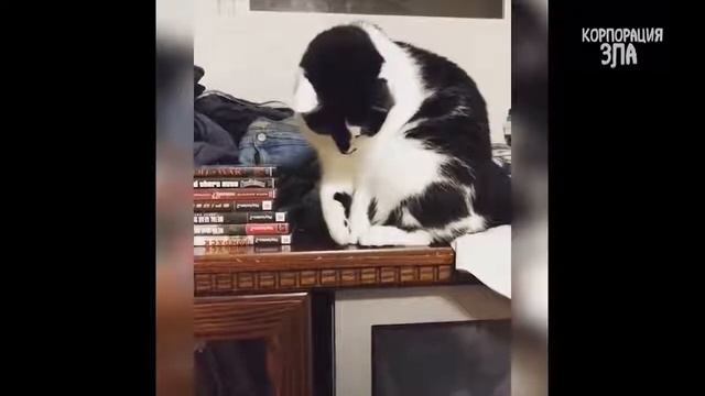 ТЕСТ НА ПСИХИКУ ПОПРОБУЙ НЕ ЗАСМЕЯТЬСЯ Засмеёшся с тебя лайк :))) смотреть онлайн