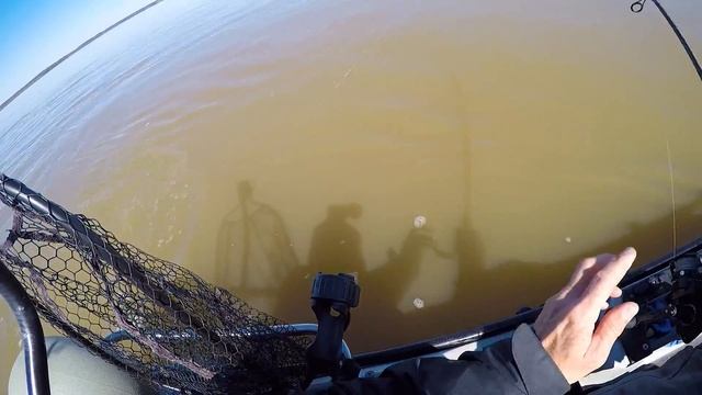 Using FRESH Shrimp for an ACTION PACKED Day of Fishing! смотреть онлайн