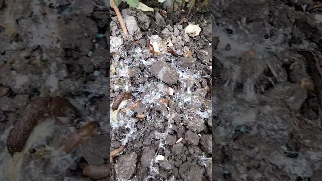 Як знищити слимаків#shorts#слимаки#садогород#слизень смотреть онлайн