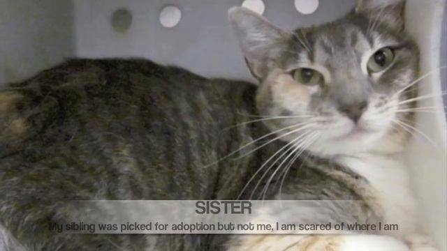 Lovely TLAC Cats Need a Home смотреть онлайн