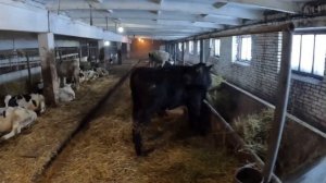 Откорм Быков на мясо. Бизнес на селе !Подводные камни.Российская глубинка