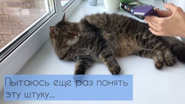 Обзор на дорогой фурминатор для кота. Стоит ли он своих денег - проверим смотреть онлайн