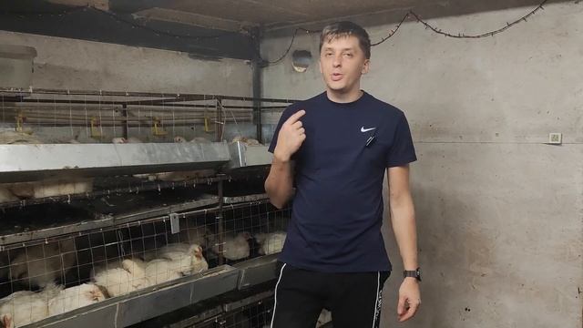 Куда продавать бройлера? Личный опыт сбыта смотреть онлайн
