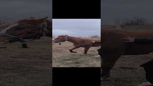 лиса и Полина