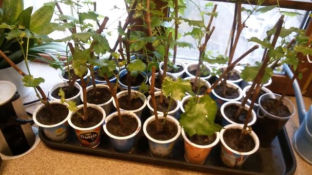 Разводим виноград Готовим черенки винограда к посадке. Сажаем черенки винограда в плошки. смотреть онлайн