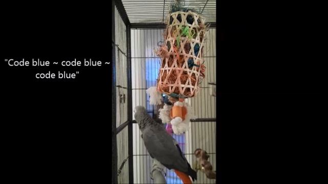 "Tastes Like Chicken!" ~African Grey Parrot - Natalie смотреть онлайн