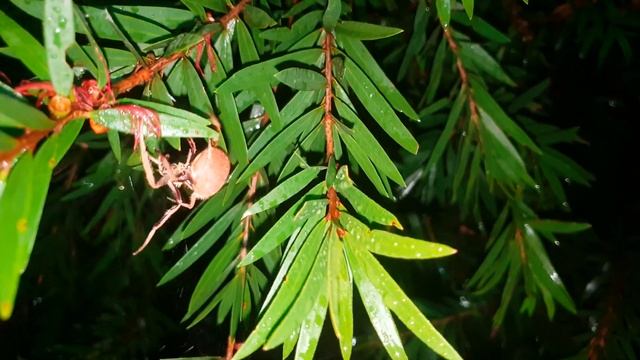 Eriophora sp ( Orb Weaving Spider ) Relocation/ Release . Filmed in UHD смотреть онлайн